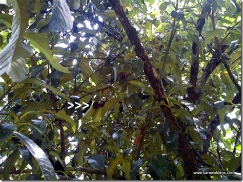 Sarawak Lens: Mangosteen tree with fruits