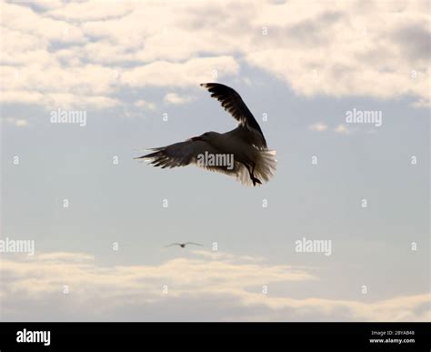 Two Yellow Legged Gulls Larus Michahellis Sea Gulls In Flight Stock