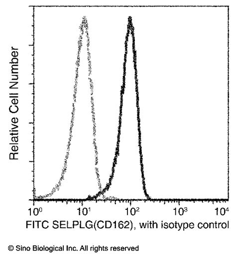 Recombinant Anti Psgl 1cd162 Antibody Fitc Rabbit Mab 13863 R031 F Sino Biological