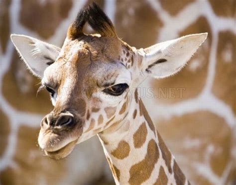 Baby Giraffes | Animals