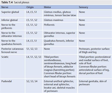 Sacral Spine | Musculoskeletal Key