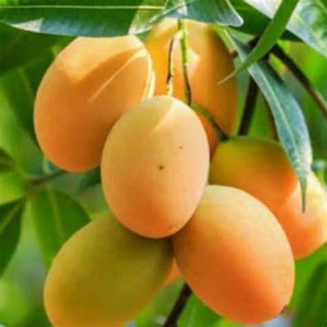 Jual Bibit Tanaman Buah Mangga Madu Anggur Cepat Berbuah Di Seller