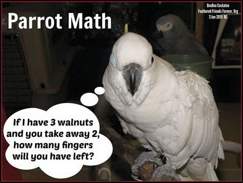 True, very true. Parrot Pet, Parrot Toys, Parrot Bird, Funny Birds ...