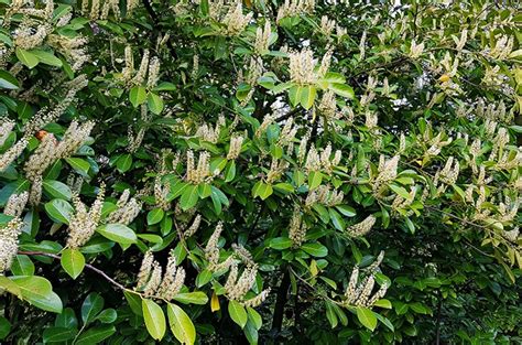 Laurel de cerezo foto de un árbol descripción plantación y cuidado