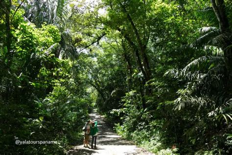 Soberanía National Park: rainforest, wildlife, hiking, adventure - Yala Tours Panama