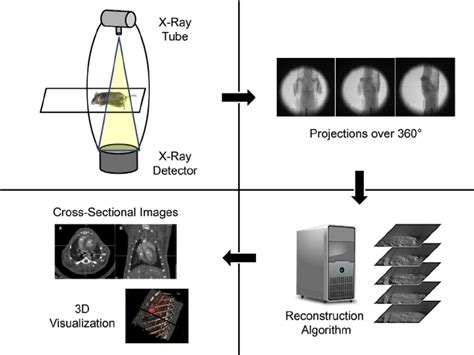 Schematic Of The Micro Ct Imaging Process With Image Acquisition Of Download Scientific Diagram