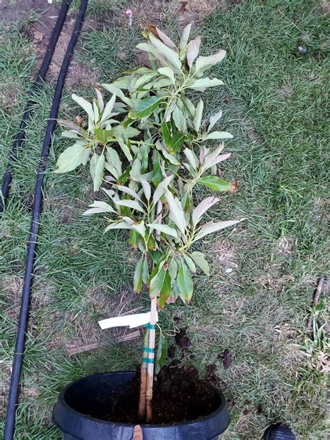 Grafted Mexicola Grande Avocado Tree Over 5 Feet Tall Most Cold Tolerant