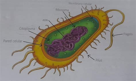 Rotulen Este Modelo De Celula Procariota Luego Definan Cada Estructura Indicada Ayuda Doy 100
