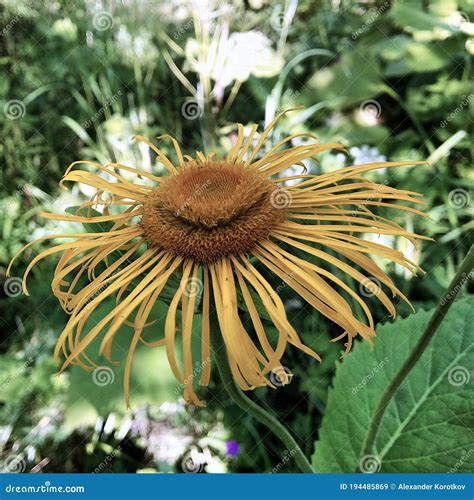 Yellow Flower Elecampane in Detail. Stock Image - Image of stem, petal: 194485869