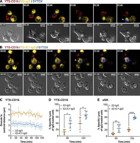 Targeted Secretion Of Lytic Granules Promotes More Killing Of The