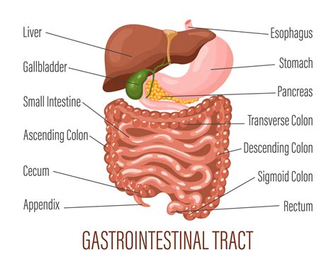 Gastrointestinal Tract Human Digestive System Anatomy Infographic