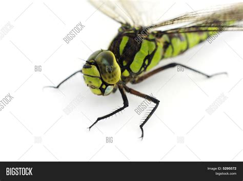 Dragonfly Head Closeup Image & Photo (Free Trial) | Bigstock