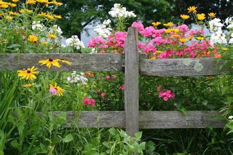 Split Rail Fence With Wildflowers