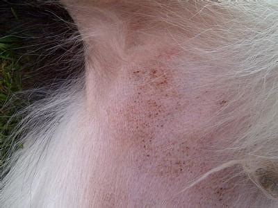 Strange Dog Skin Condition - Organic Pet Digest