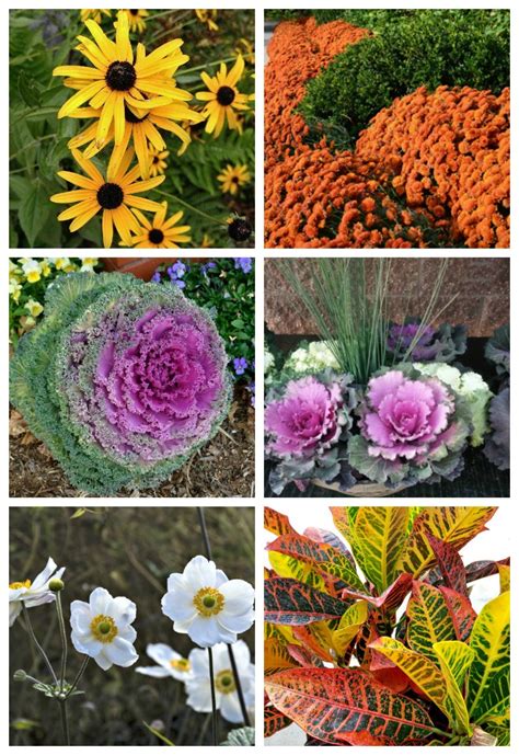 fall blooming perennials  annuals   bold pop  color
