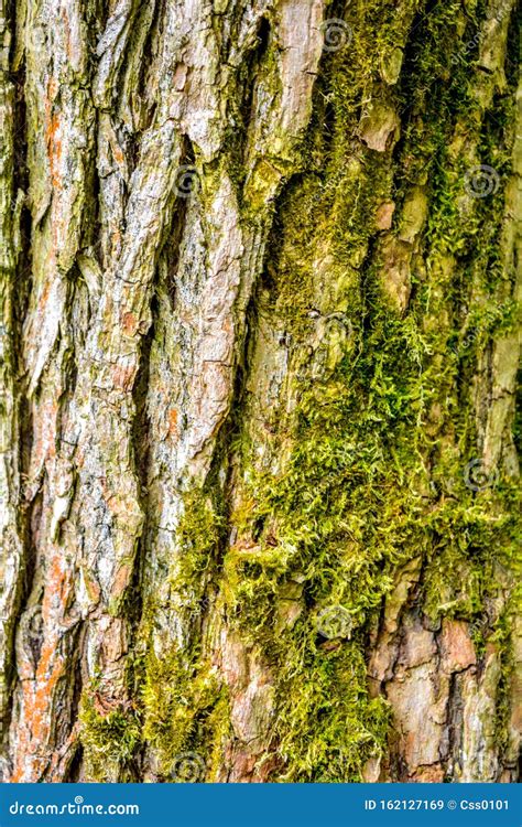 Texture of Bark of Ancient Mighty Oak Tree Trunk with Moss and Lichen ...