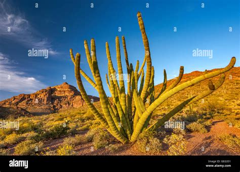 Organ pipe cactus, Ajo Range behind, Ajo Mountain Drive, at sunset ...