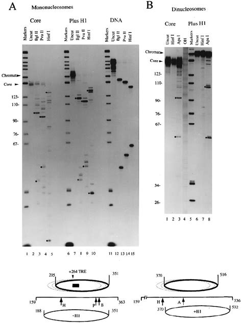 Micrococcal Nuclease Mapping Of Core And Chromatosome Positions On