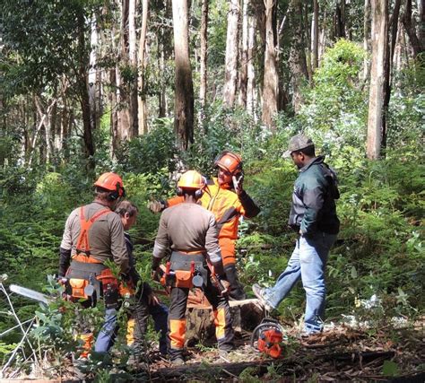 What Chainsaw Do Loggers Use 15 Things You Should Know Garden Tool