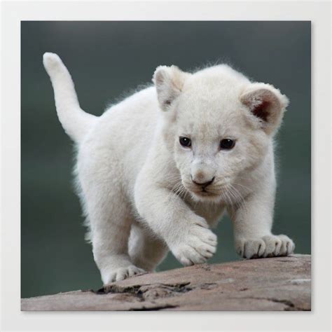 Cute White Lion Cubs With Blue Eyes