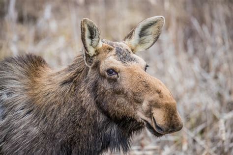 Moose Hooves Stock Photos Pictures And Royalty Free Images Istock