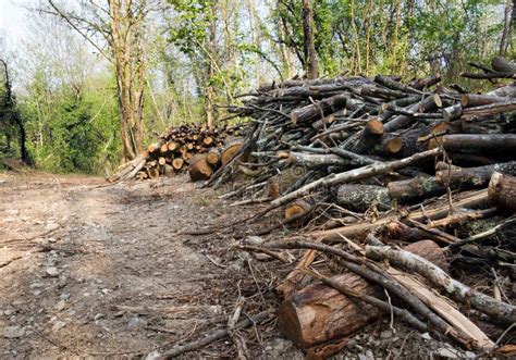 Woodland Management Or Cutting Down Trees Habitat Destruction Stock