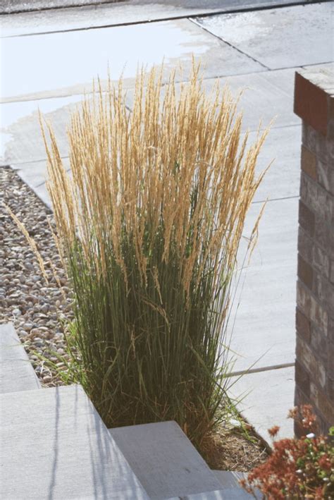 4 GRAMINÉES HAUTES magnifiques au jardin Grasses landscaping