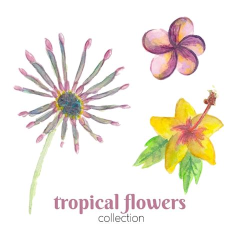 Premium Vector Watercolor Tropical Flowers Collection