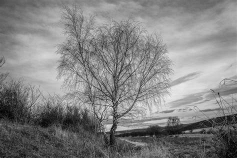 Fondos De Pantalla Luz De Sol Bosque Monocromo Naturaleza Césped