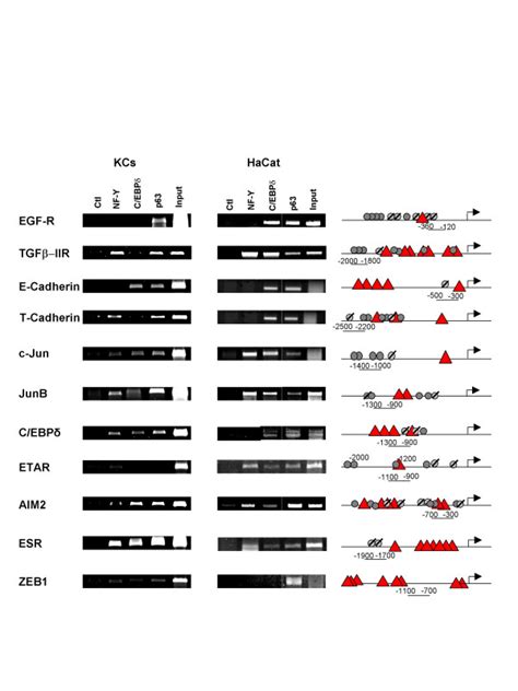 C Ebpδ Binds To P63 Targets Chip Analysis Of Nf Y C Ebpδ And P63 On