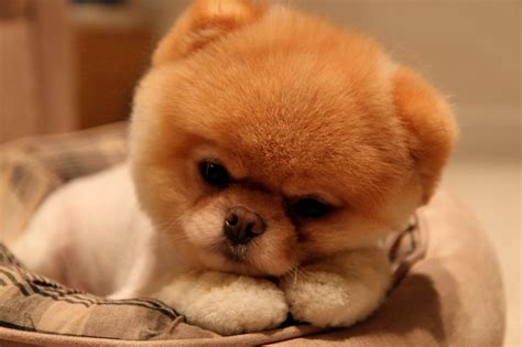 Pom Pom Dogs Wallpapers - Wallpaper Cave