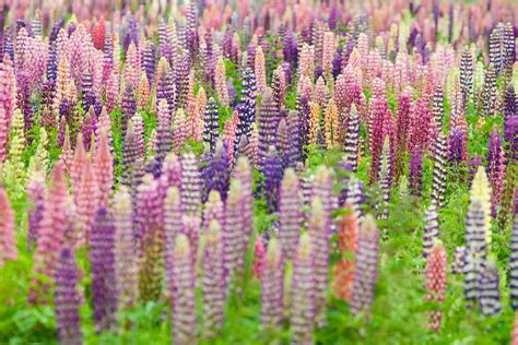 Bloemenveld Met Roze En Paarse Lupine Bloemen Von Caroline Piek Auf