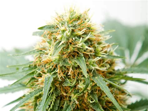 How To Grow Bigger Better Buds 6 Tips And Tricks To Consider