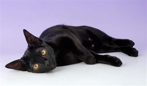 Breed Related Disease Bombay Cat Bioguardlabs