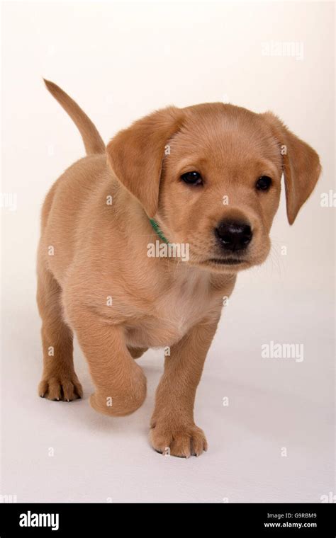 Walking Labrador Retriever Hi Res Stock Photography And Images Alamy