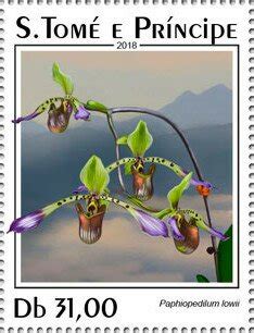 Пафийопедилум Лоу Paphiopedilum lowii