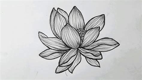 Lotus Flower Drawing In Pencil