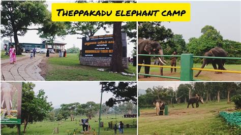 Theppakadu Elephant Camp Elephant Camp Mudumalai Tiger Reserve