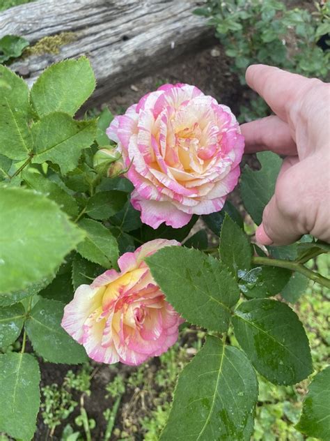 Marc Chagall Rose Photo