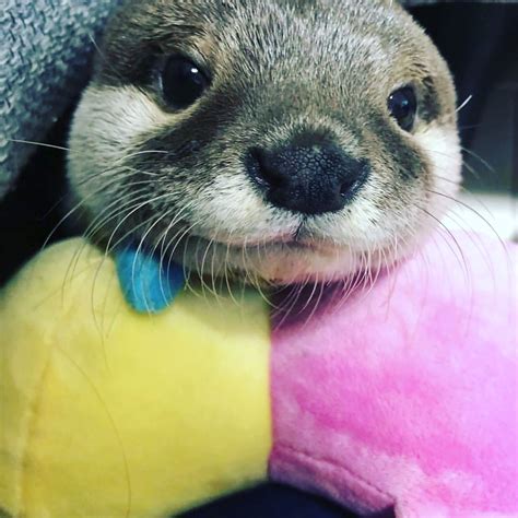 Pin On I Love Otters