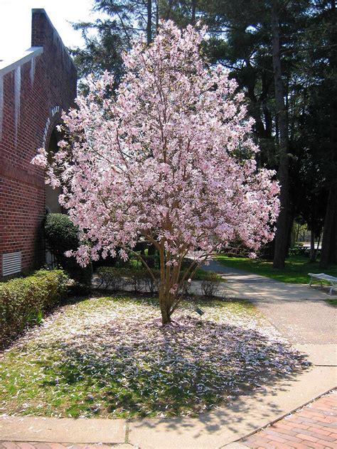 Magnolia Tree
