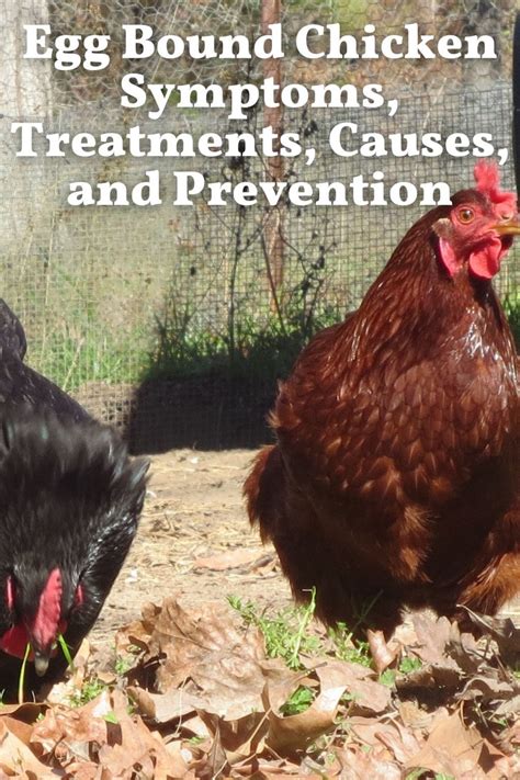 Egg Bound Chicken Symptoms Treatments Causes And Prevention • The Farmer S Lamp