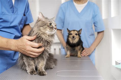 10 Dicas para escolher um médico veterinário Animal Business Brasil