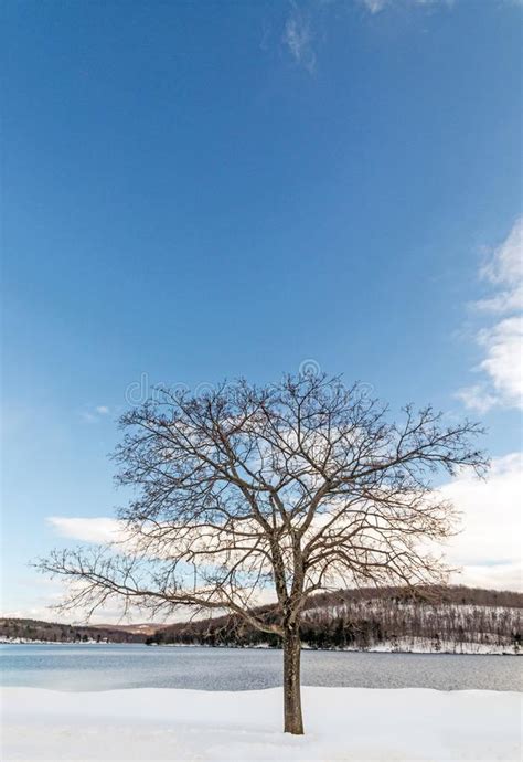 Sugar Maple In Winter Snow Lake Taghkanic Stock Image Image Of White