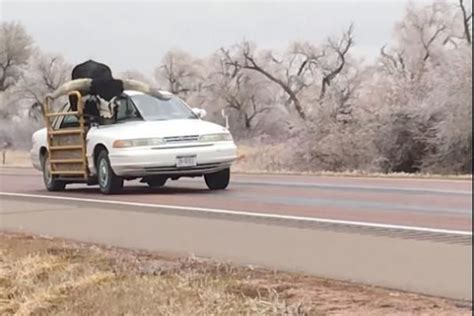 Watch Steer Rides In Passenger Side Of Car On Highway