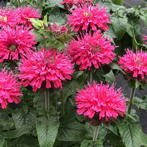 Monarda Pardon My Cerise - Buy Bee Balm Perennials Online
