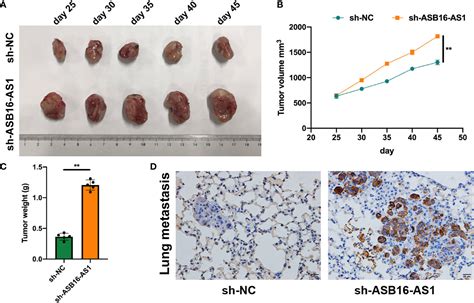 Frontiers Downregulation Of The Lncrna Asb16 As1 Decreases Larp1