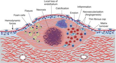 path blood vessels flashcards quizlet