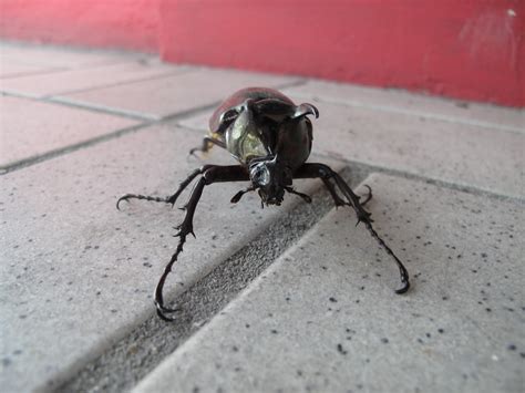 A Schoolteacher in Laos: Kuching! Elephant Beetle?