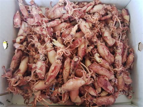 » DRIED BABY SQUID